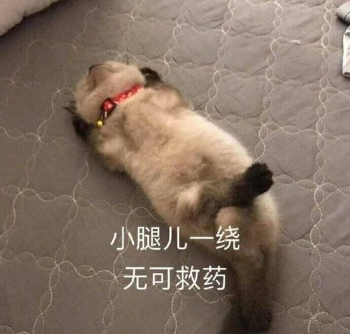 表情包弄哭我你满意了吗