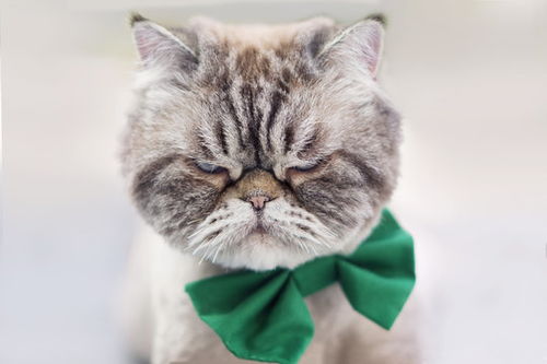 点击来源直接获取大图文件表情愤怒的猫摄影搞笑猫猫高清大图