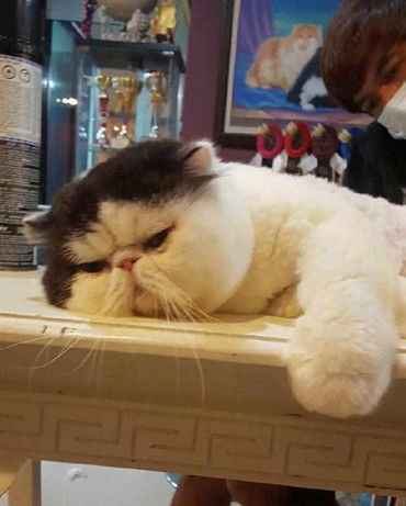 猫咪被带去免费修毛,行动上极其老实,脸上表情却早已出卖了它