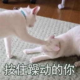 2018最新搞笑动物头像带字好玩我是一只会说话的可爱猫咪