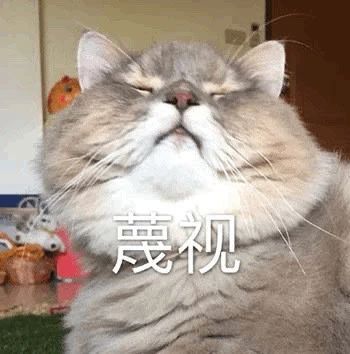 可爱搞笑表情包图片偷听大佬聊天,你管我几点睡