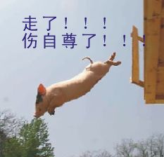 qq默认表情包搞笑版野生动物