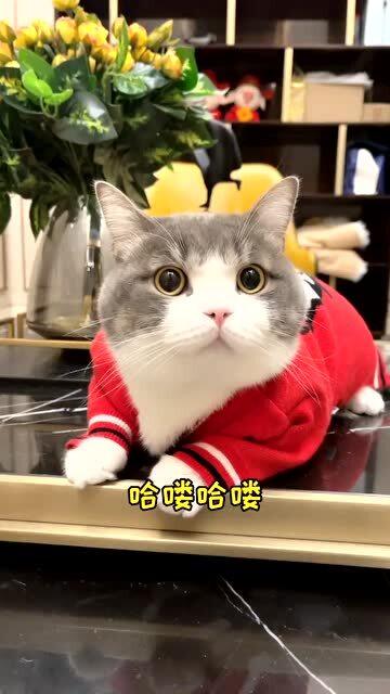 这么可爱的猫咪会是你的梦中情猫吗土豆这表情真是太好笑了