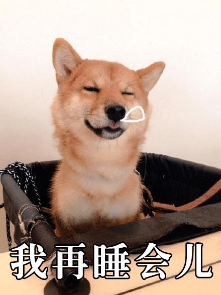 起床表情包搞笑图片柴犬