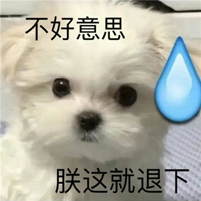 沙雕表情包我不是舔狗我是哥哥犬系女友