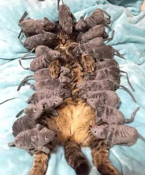 为锻炼猫咪捕鼠能力,拿了一碗老鼠放在它面前,随后却觉得很失望