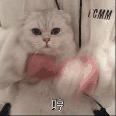 表情包搞笑沙雕动图猫咪