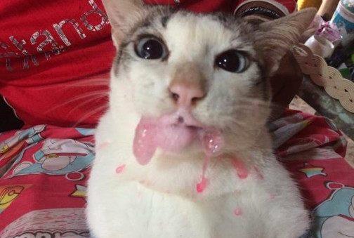 猫猫生产4只猫仔,不会走路静静的吃奶,有猫干爹陪伴感觉好幸福