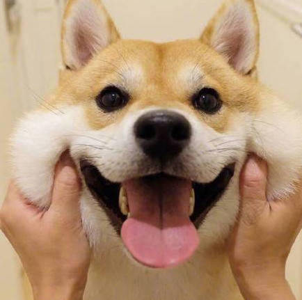 柴犬最喜欢卖萌,妻子嫌弃狗子只会扮可爱,一看这一幕打脸了
