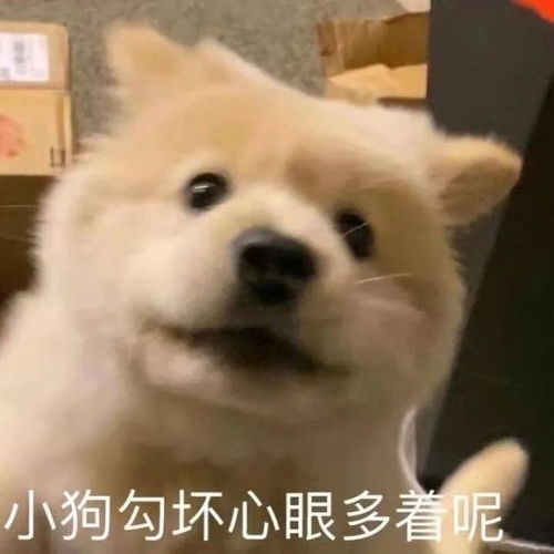 适合过年发的可爱沙雕文案附30张表情包