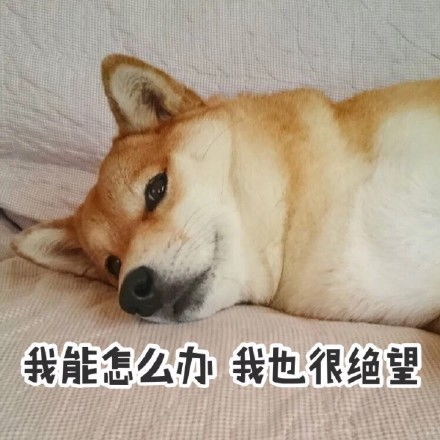 柴犬带字图片表情包无水印版