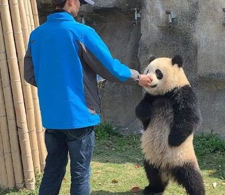 被炸的表情包搞笑大熊猫