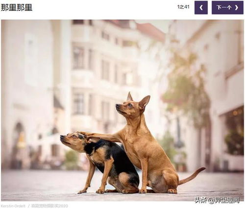 这些2020年喜剧宠物参赛者的照片让我们笑了起来