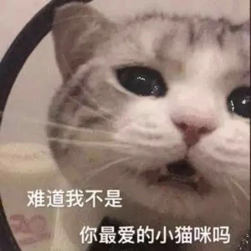 猫猫表情包无水印喜欢自取哦