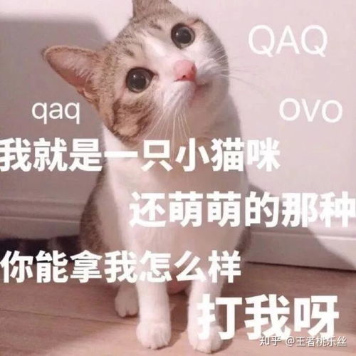 萌到吐血的表情包