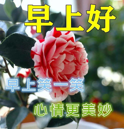 中老年表情包,愿笑容,灿烂如花愿生活,快乐有趣运气附属品原始积累