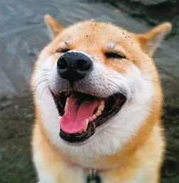 萌化了,柴犬的微笑太治愈了给你一整天的好心情