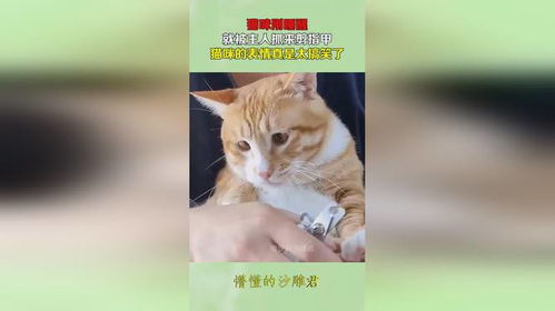 猫咪刚睡醒,就被主人抓来剪指甲,猫咪的表情真是太搞笑了