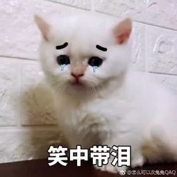 猫咪表情包你开心就好