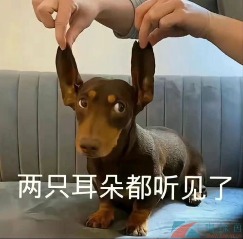 抖音你凭啥看不上我是什么梗你凭啥看不上我梗的意思介绍咖绿茵手游站
