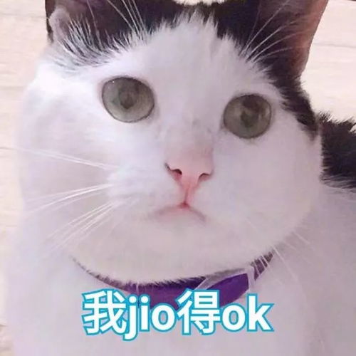 壁纸头像超可爱搞笑猫咪表情包