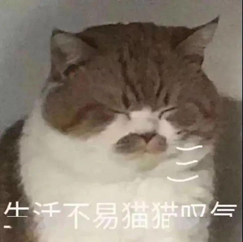 日常表情包i搞笑聊天动图小表情包