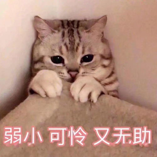 爆笑清华北大求求你们别抢了我要乐死了哈哈哈哈哈哈