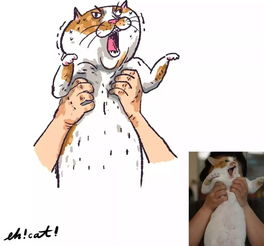 这位灵魂画手,把猫主子们都画成了超搞笑的表情包真是笑死人不偿命