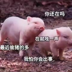 一组色猫动态萌宠表情包这猫咪实在太坏了
