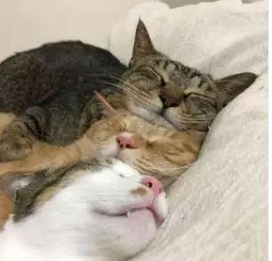 三只猫咪抱在一起睡觉,睡姿太搞怪,主人一见顿时笑喷