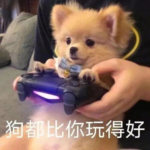 表情包合集