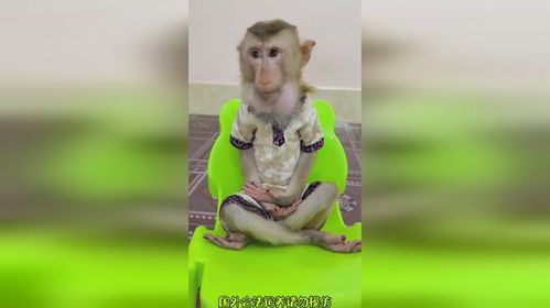 猴哥也学会打坐啦猴子搞笑