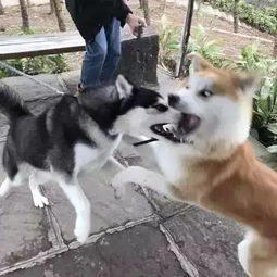 哈士奇跟秋田犬打架,二哈靠着自己的表情,完胜对手