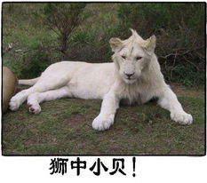 笑死不偿命超级搞笑动物表情集锦