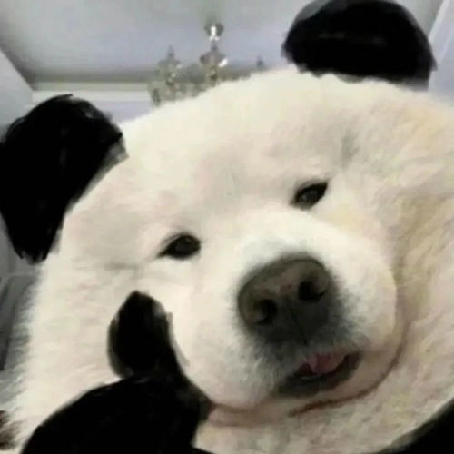 七月了,我最爱的头像还是如此沙雕