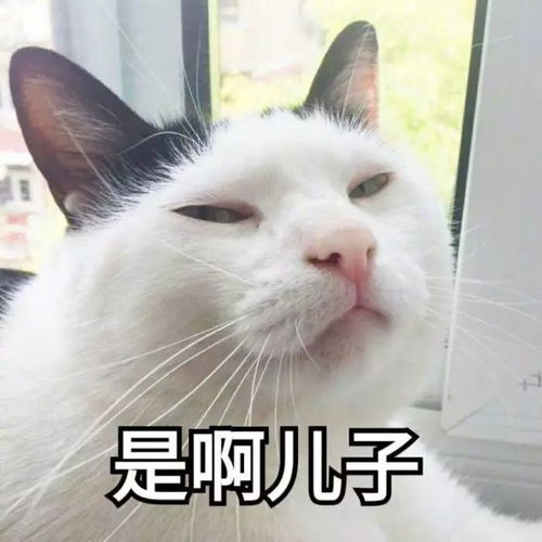 壁纸头像超可爱搞笑猫咪表情包