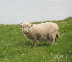 小动物图片笑话搞笑小动物图片精选爆笑小动物图片大全第3页别逗了