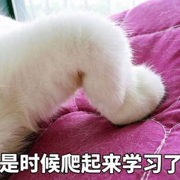 鬼畜版搞笑表情包身为靓仔的我已经习惯了孤独