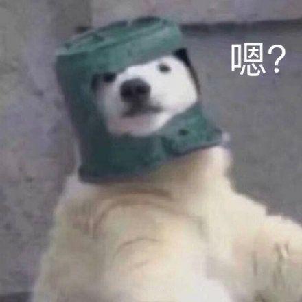 有没有可爱的萨摩耶表情包