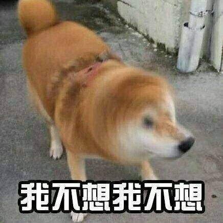 一条柴犬冷漠的表情包