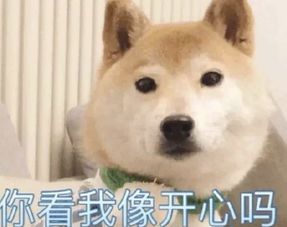 网红狗表情包柴犬