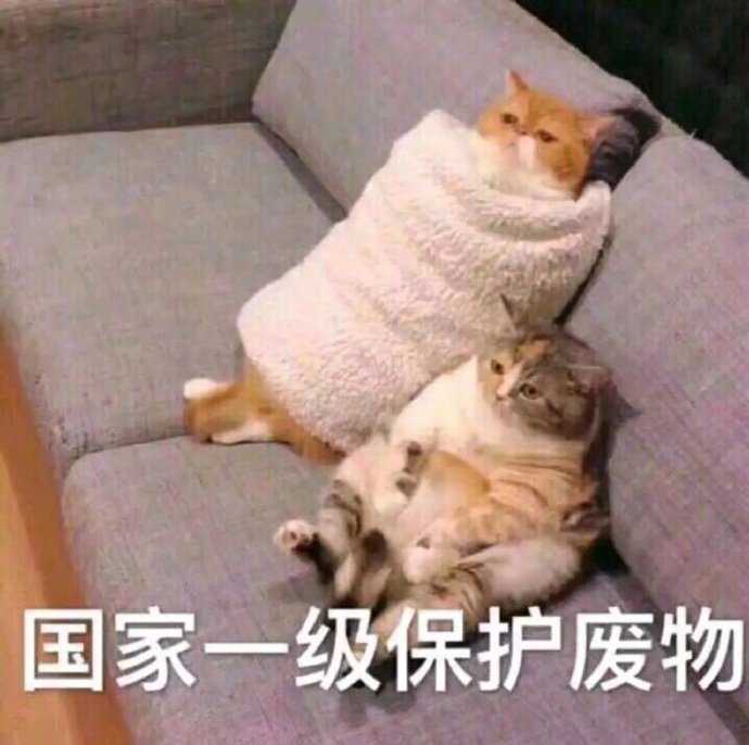 有没有你常用的表情包四