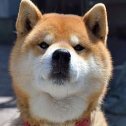 柴犬搞笑头像搞笑头像qq头像大全qq志乐园