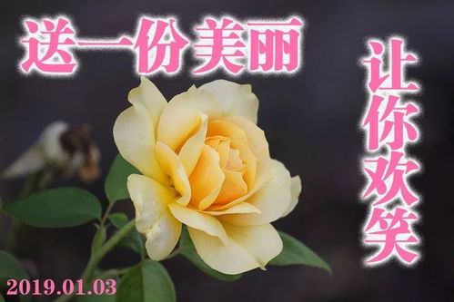 猪年早上好问候语图片2019年早晨阳光祝福表情包