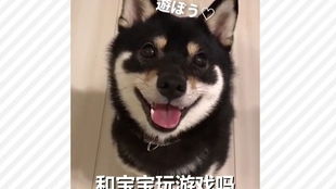 你怎么这样了还是我的汪酱吗