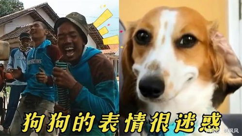 盘点全网幽默搞笑,狗狗的表情很迷惑
