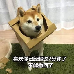 你家毛孩子的名字,是怎么来的