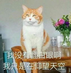 大家好,我是daddy这些中国人的英文名也太好笑了哈哈哈哈