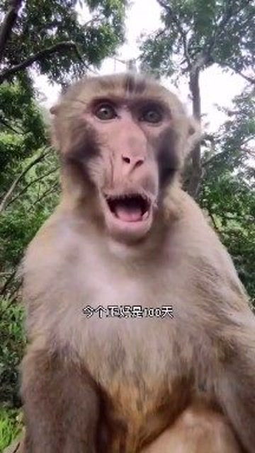 搞笑视频猴子