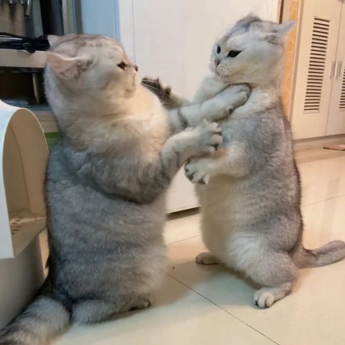 猫咪战斗力排行榜看谁称霸猫界
